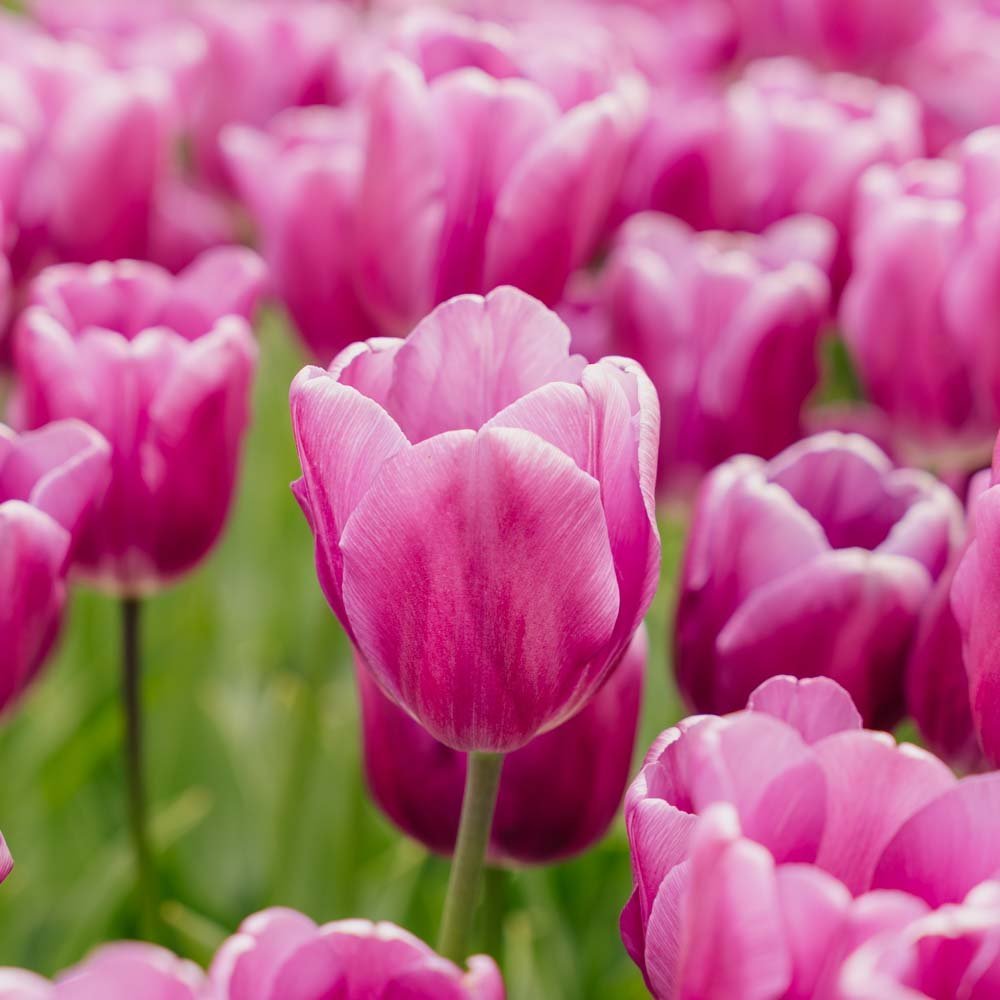 Tulpe 'Purple Prince'