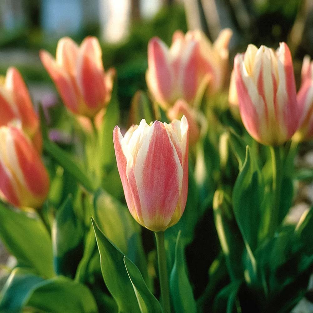Tulpe 'Quebec'
