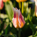 Tulpe 'Quebec'
