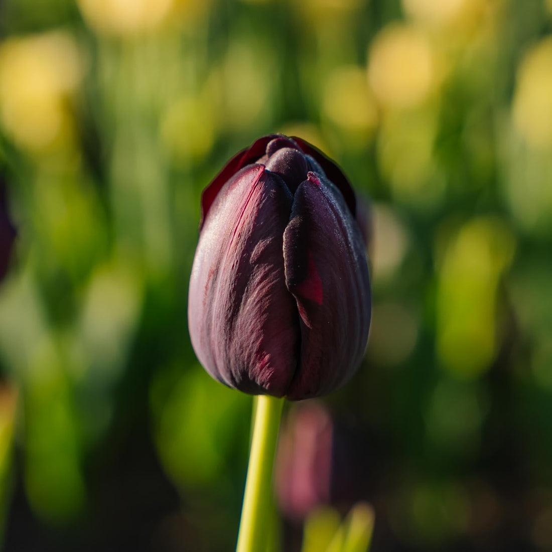 Tulpe 'Queen Of Night'