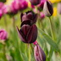 Tulpe 'Queen Of Night'