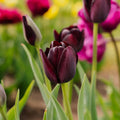 Tulpe 'Queen Of Night'