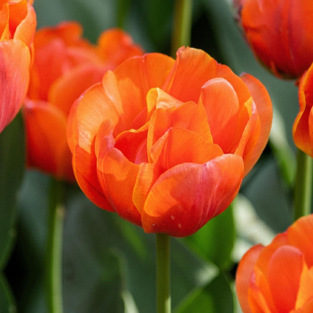 Tulpe 'Queensday'