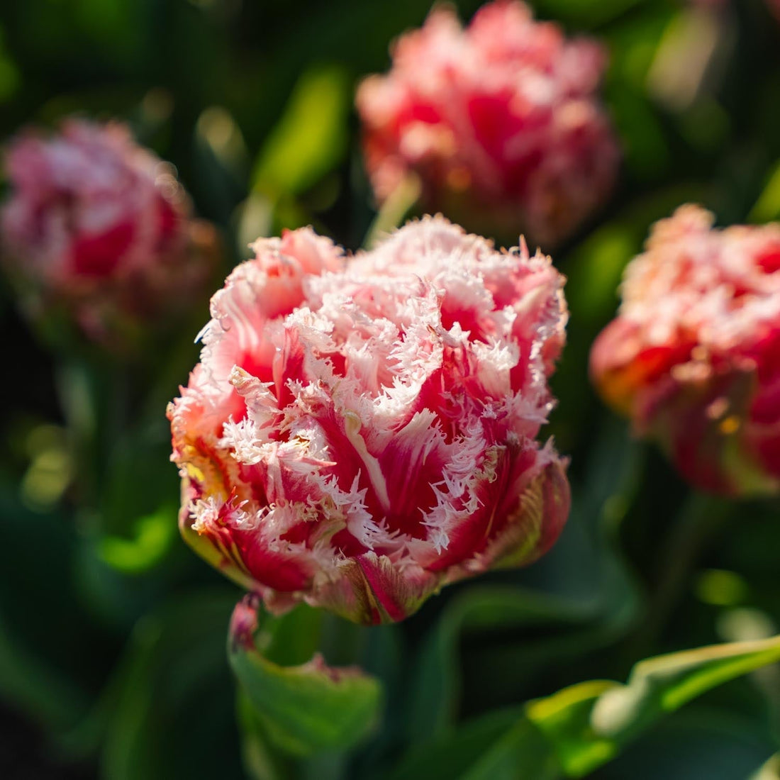 Tulpe 'Queensland'