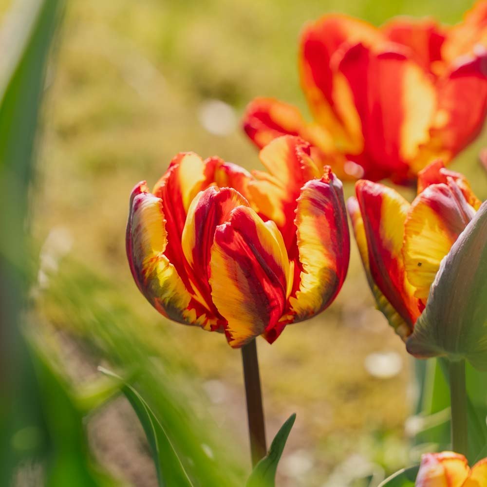 Tulpe 'Rasta Parrot'