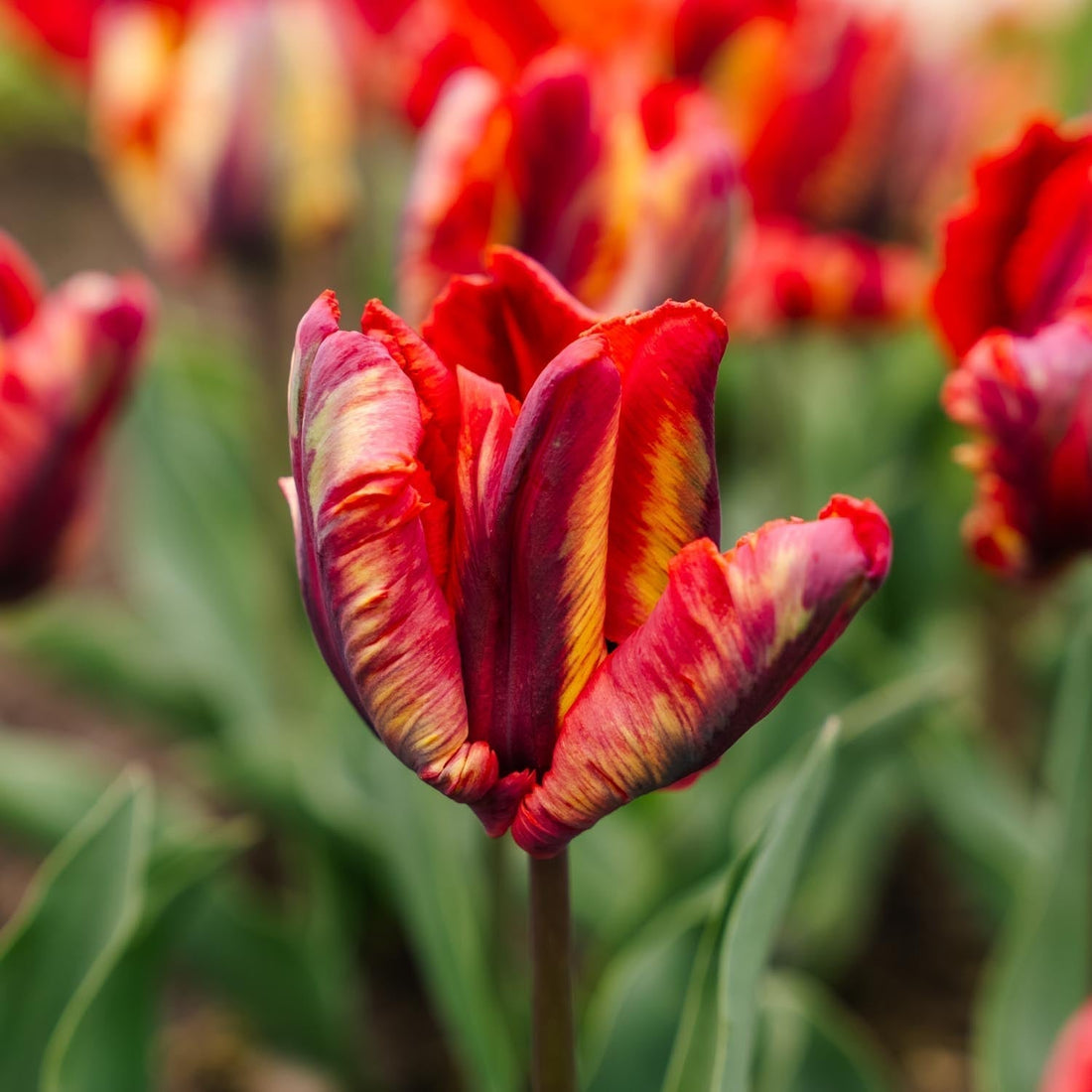 Tulpe 'Rasta Parrot'