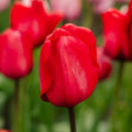 Tulpe 'Red Impression'