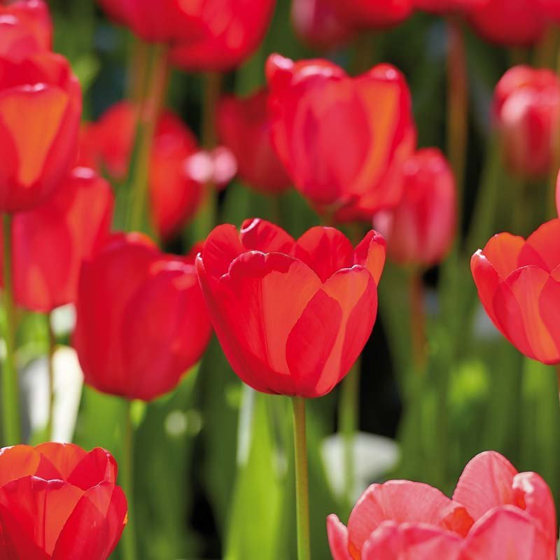 Tulpe 'Red Impression'