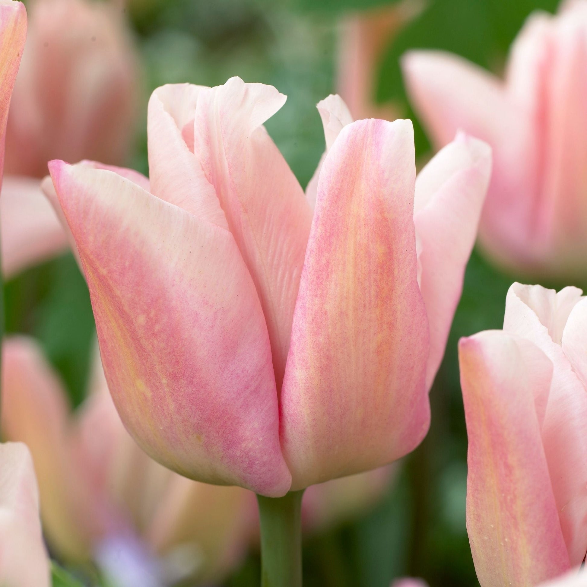 Tulpe 'Rejoyce'