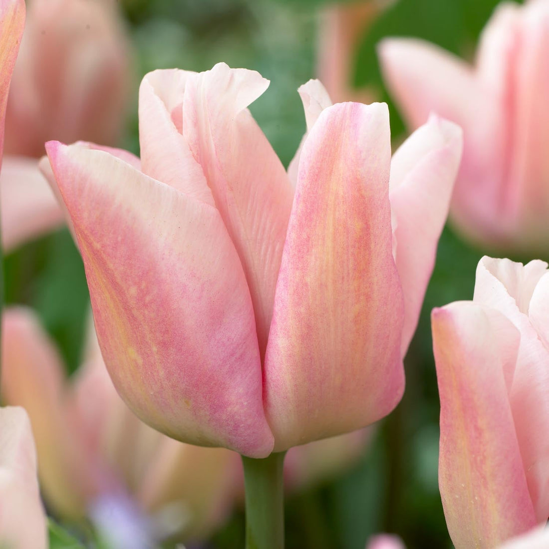 Tulpe 'Rejoyce'