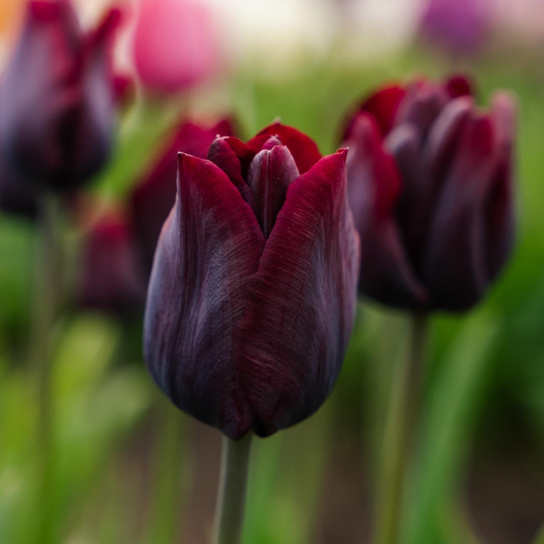 Tulpe 'Ronaldo'