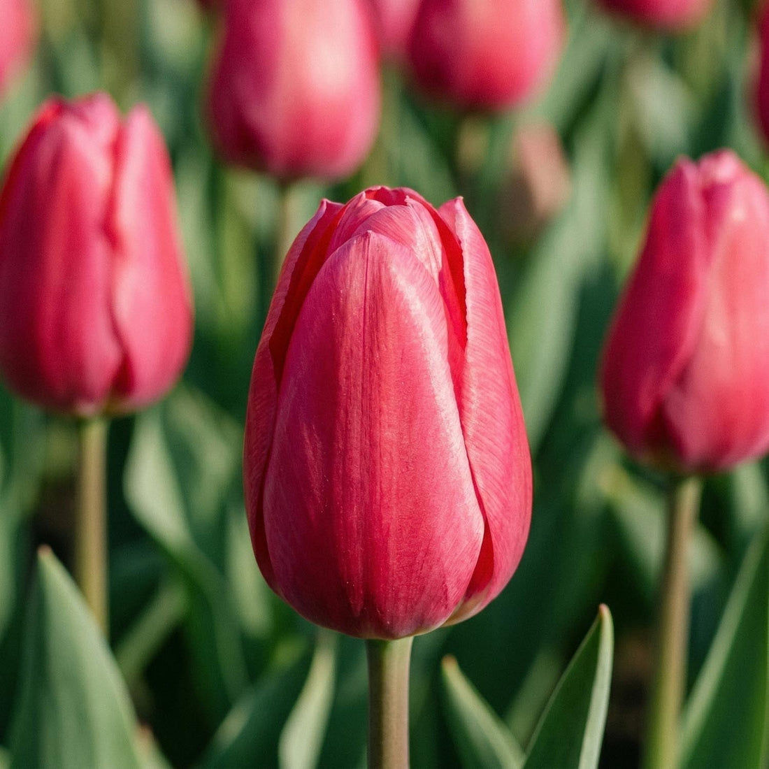 Tulpe 'Rosy Delight'