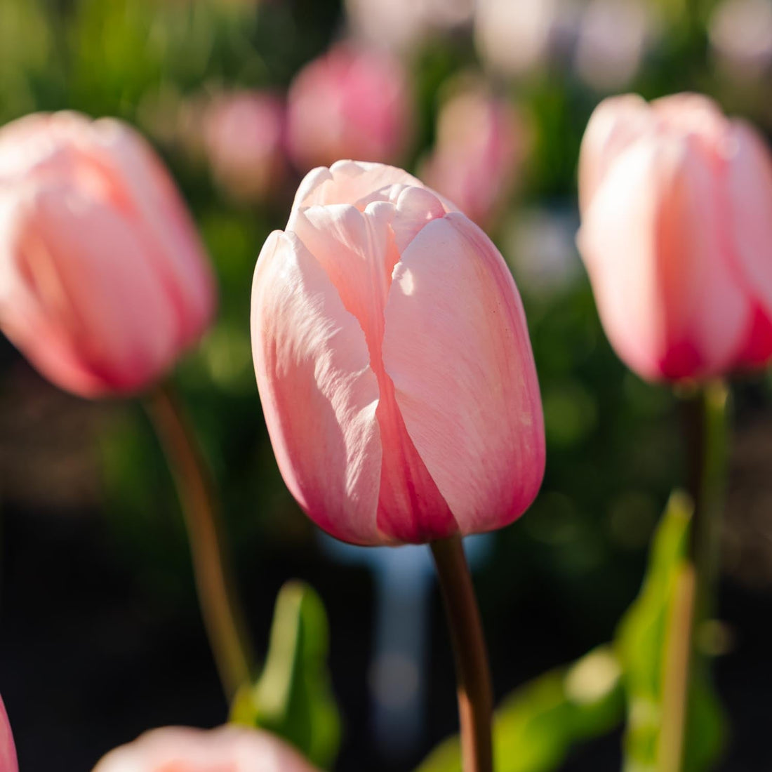 Tulpe 'Salmon Impression'