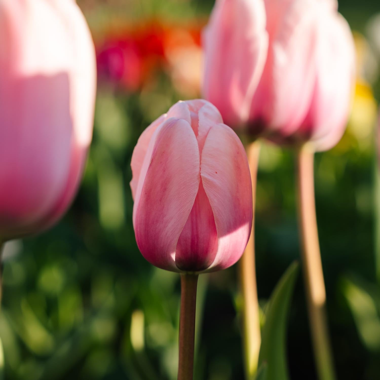 Tulpe 'Salmon Impression'