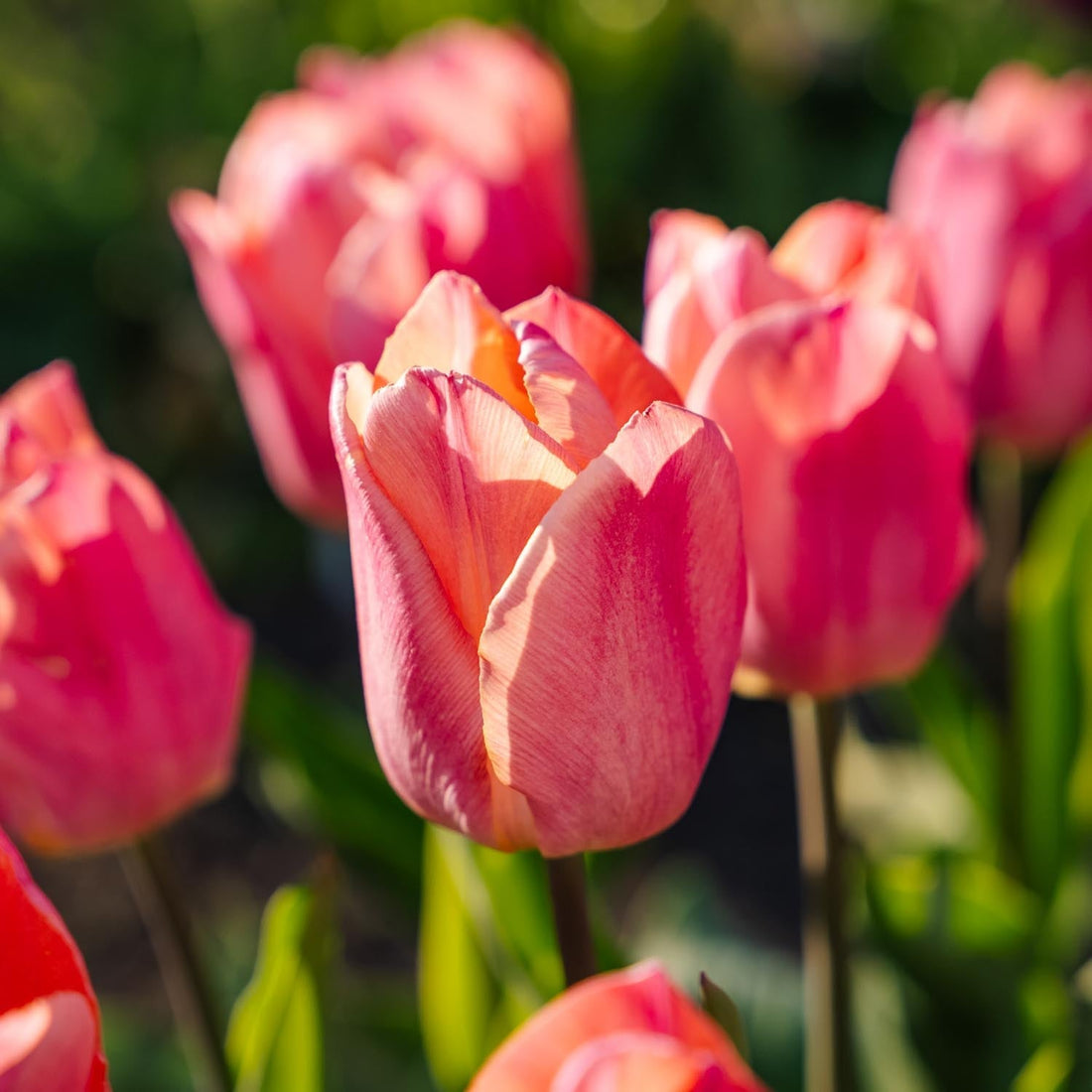 Tulpe 'Salmon Prince'