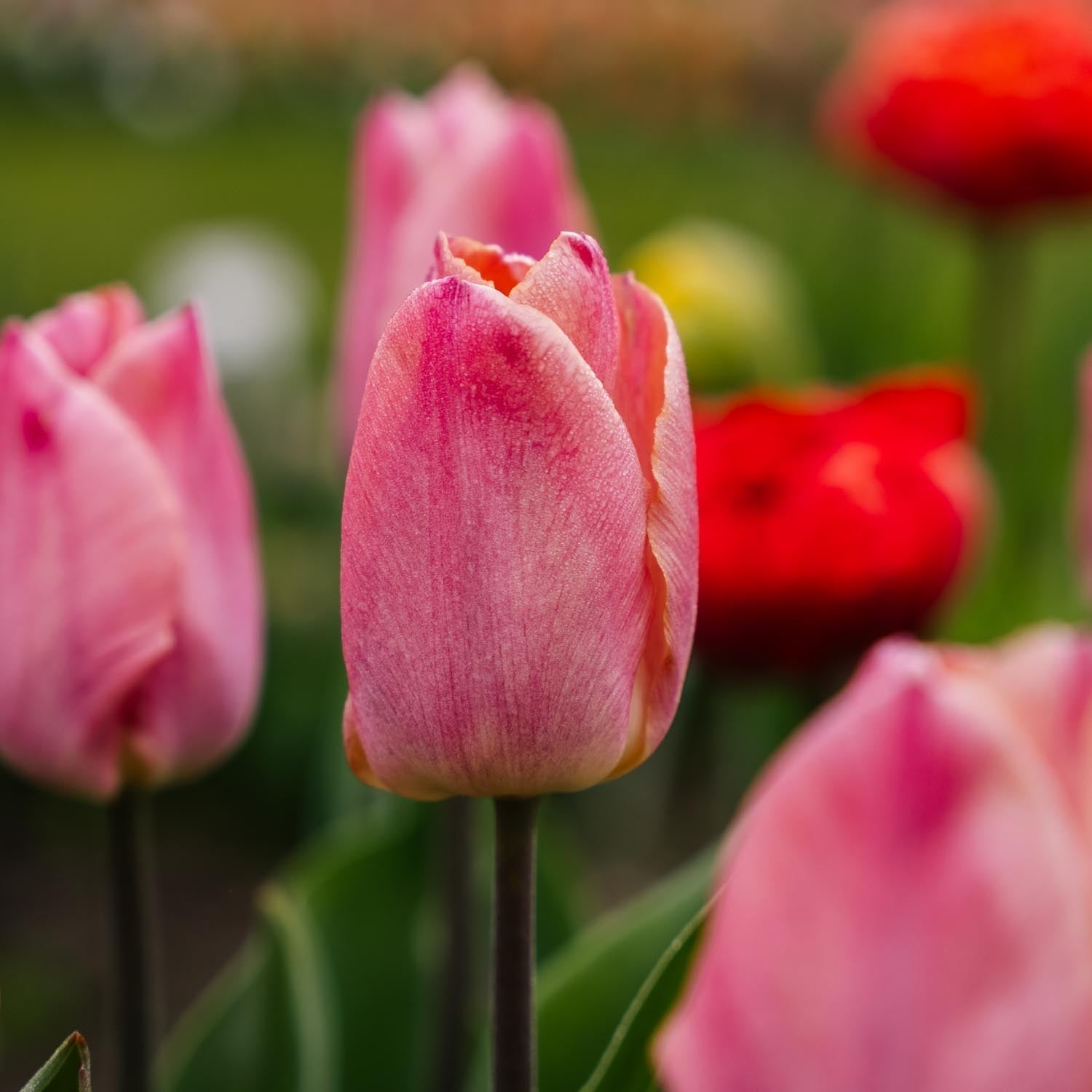 Tulpe 'Salmon Prince'