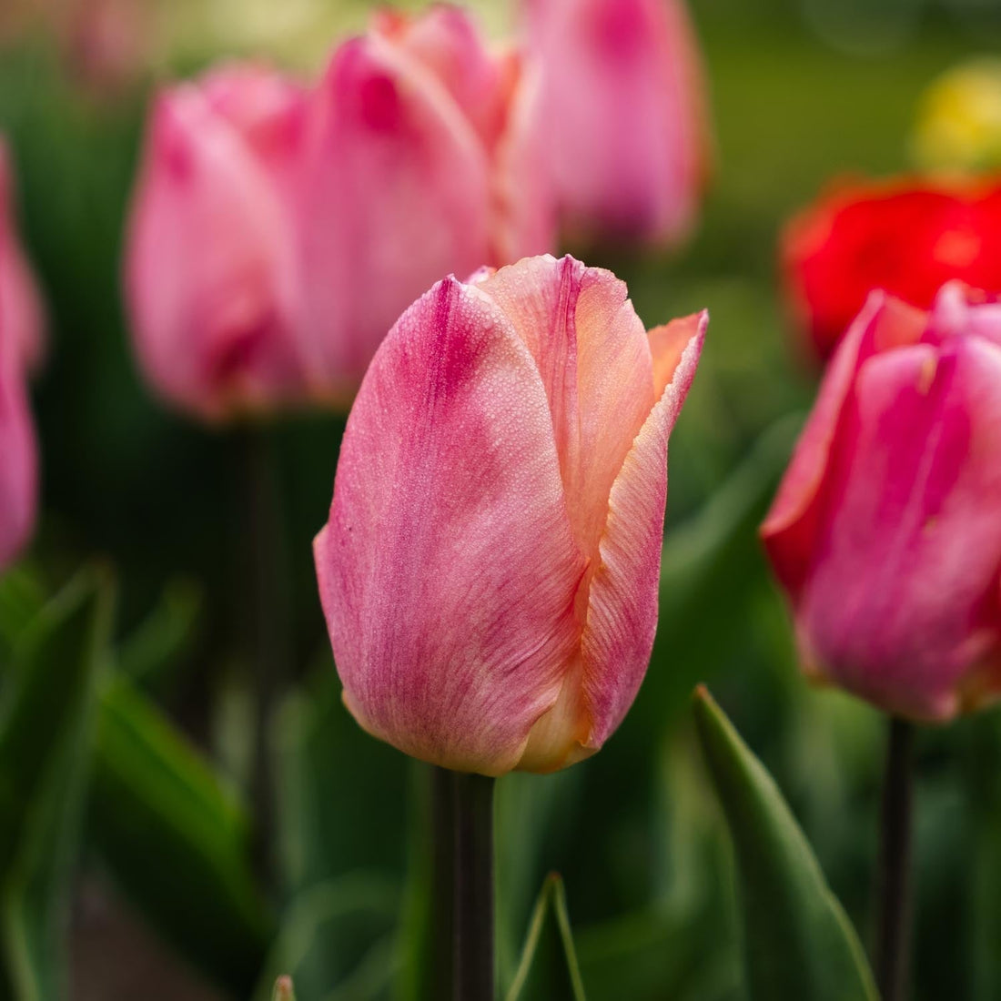 Tulpe 'Salmon Prince'