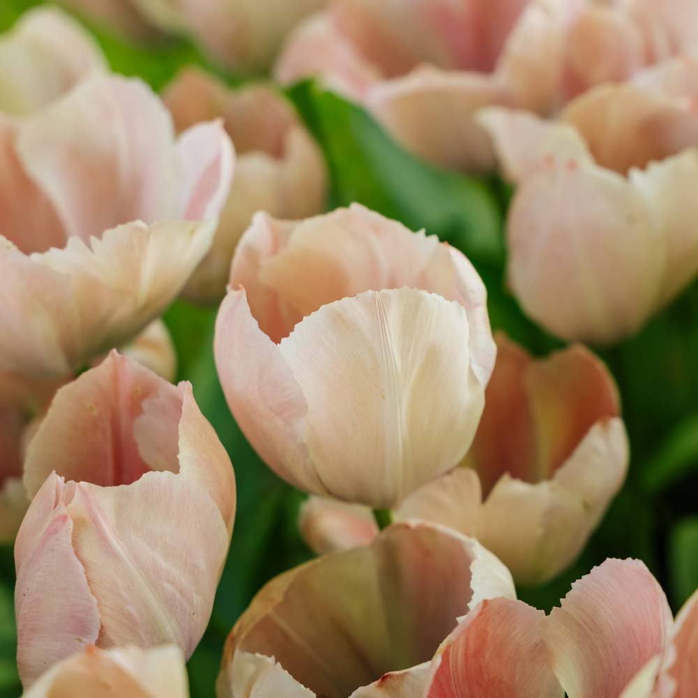 Tulpe 'Salmon van Eijk'
