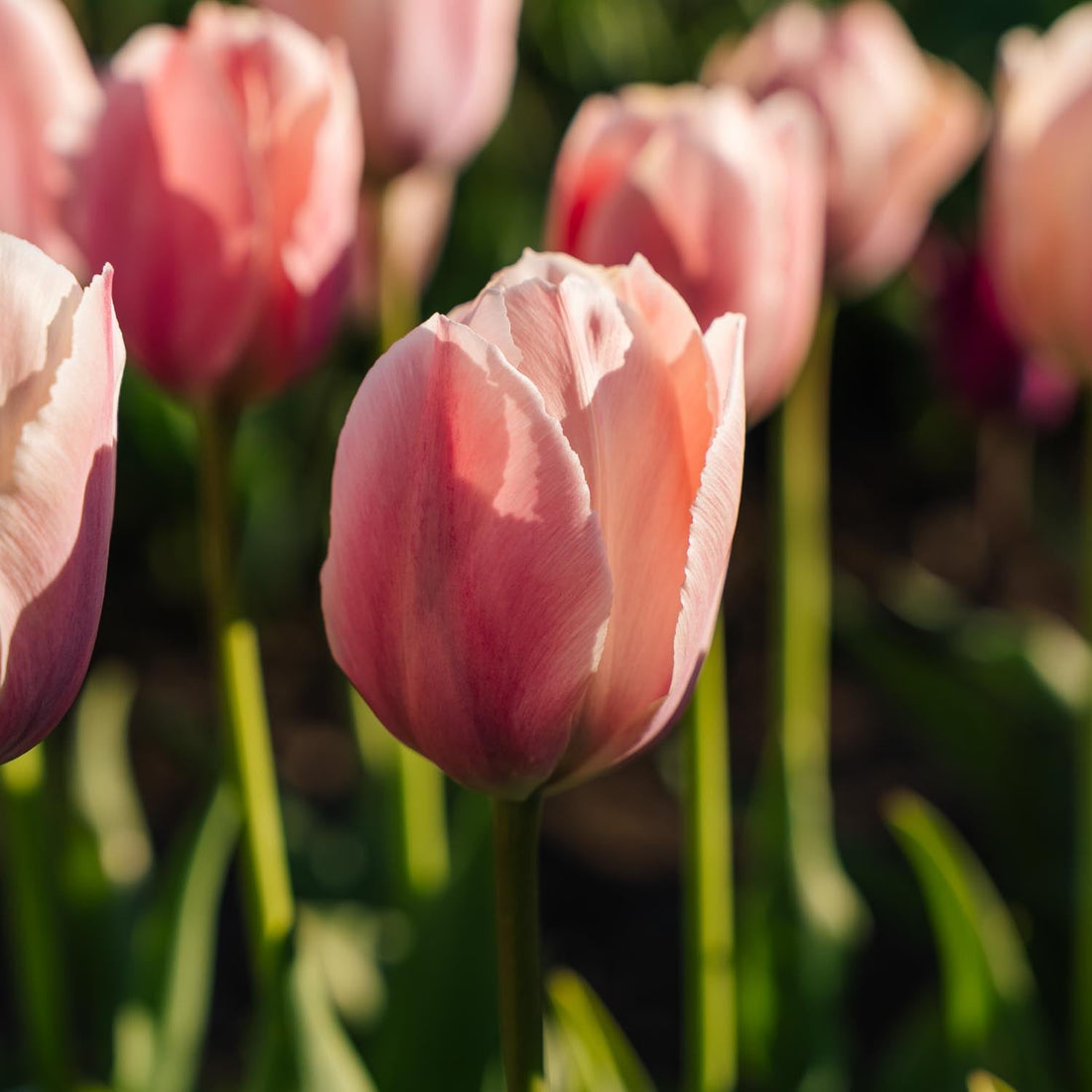 Tulpe 'Salmon van Eijk'