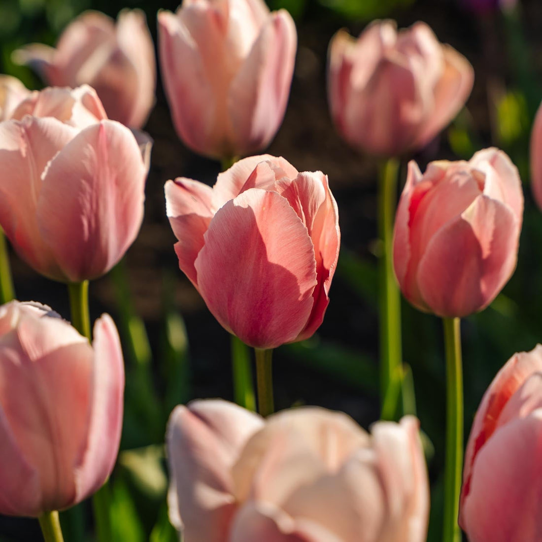 Tulpe 'Salmon van Eijk'