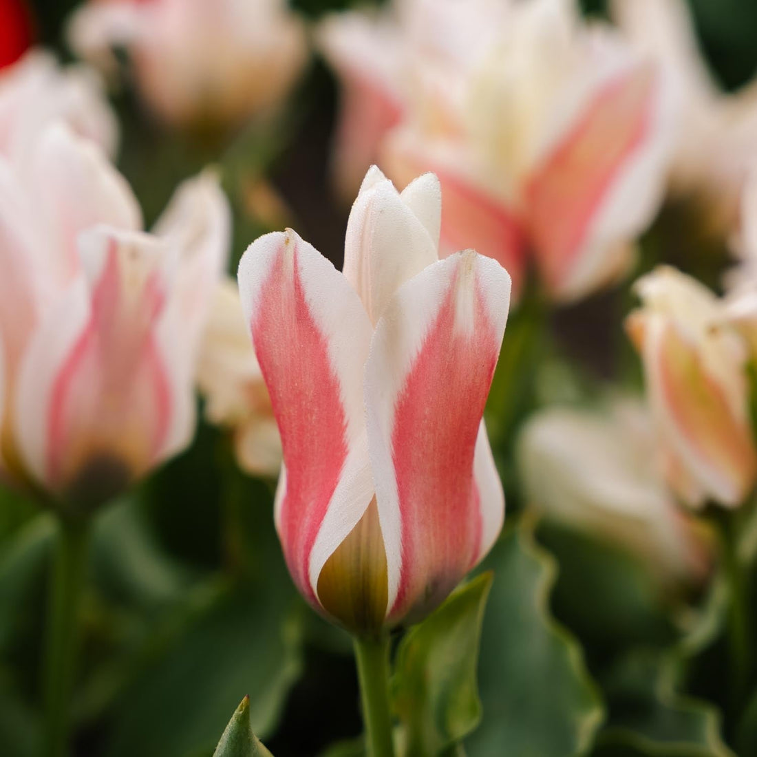 Tulpe 'Serano'