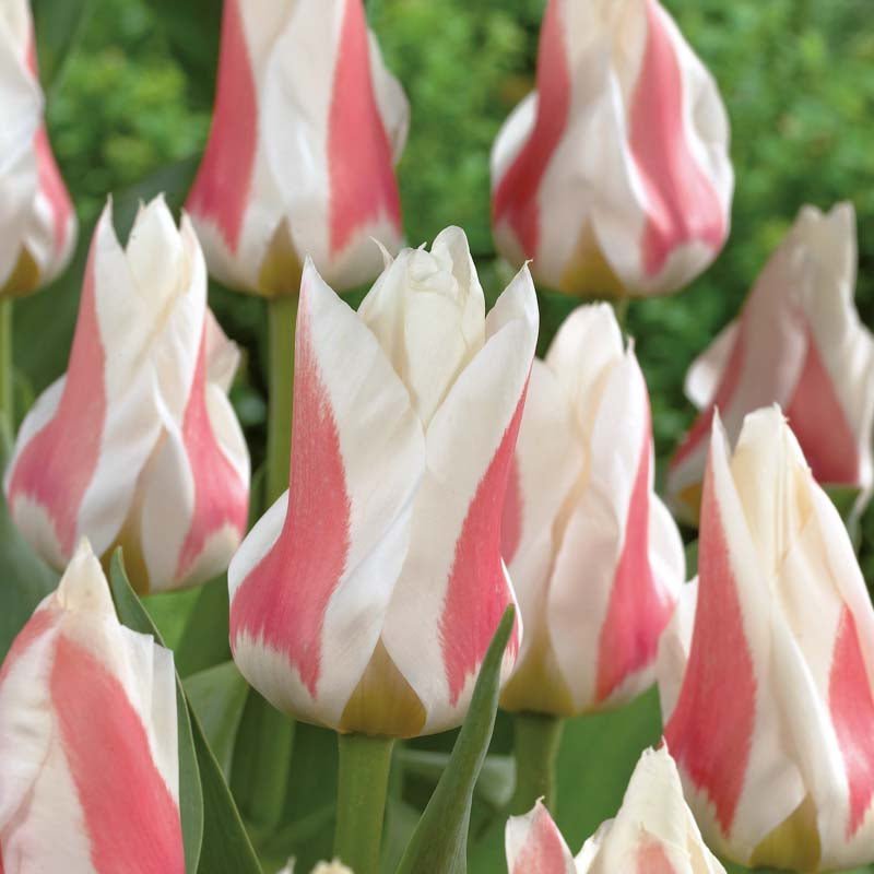 Tulpe 'Serano'