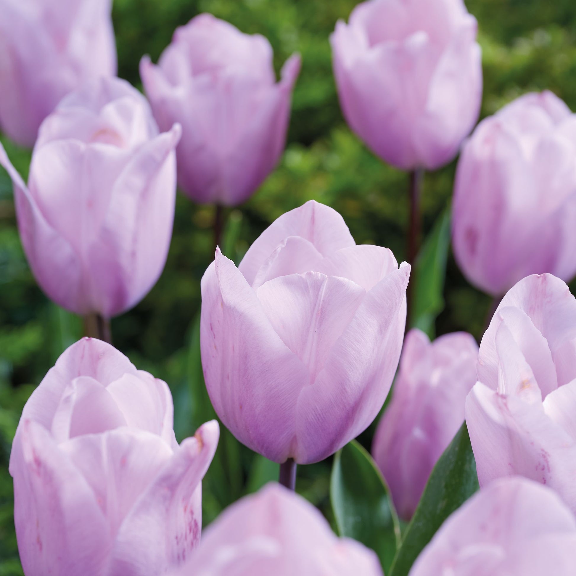 Tulpe 'Silver Cloud'