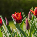 Tulpe 'Slawa'