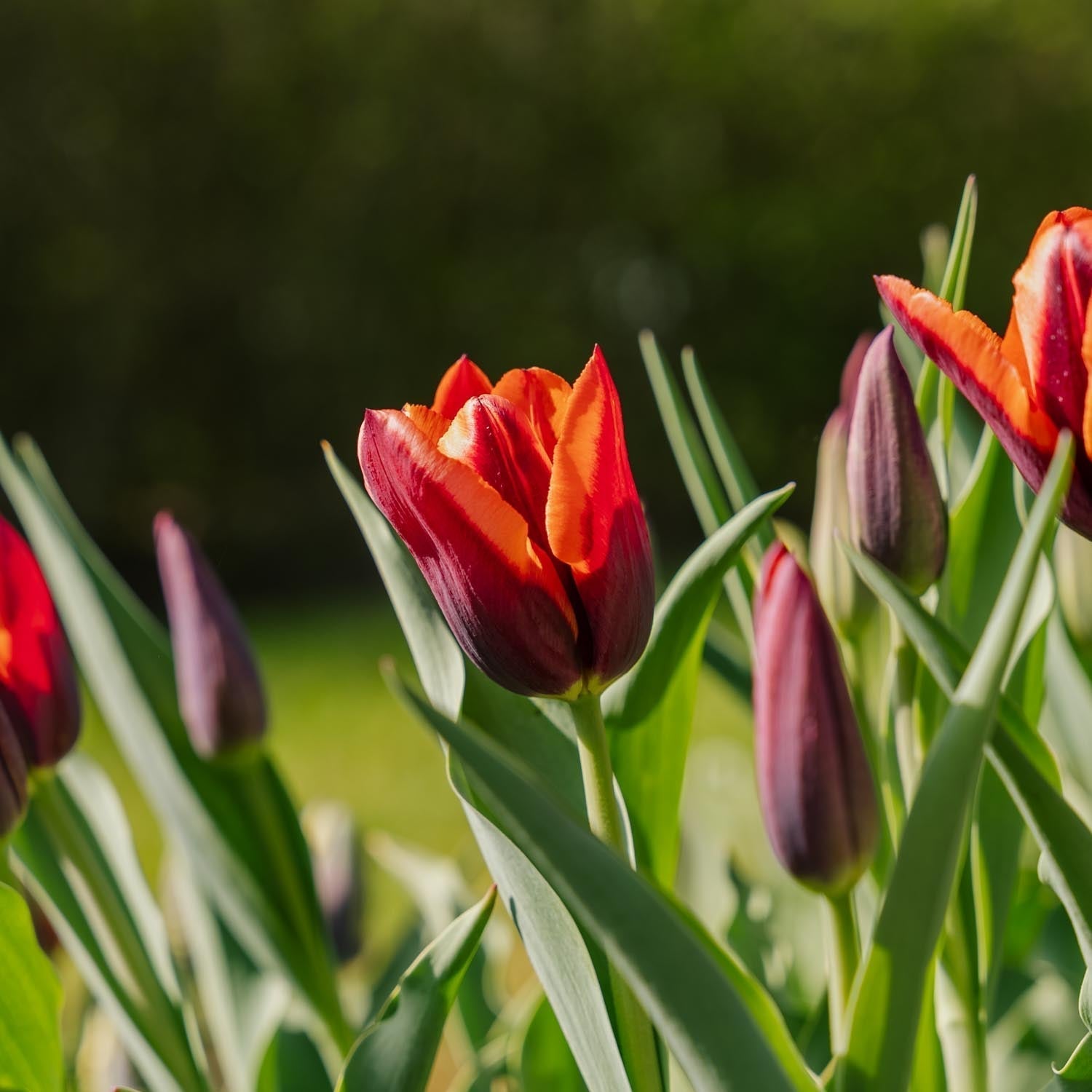 Tulpe 'Slawa'