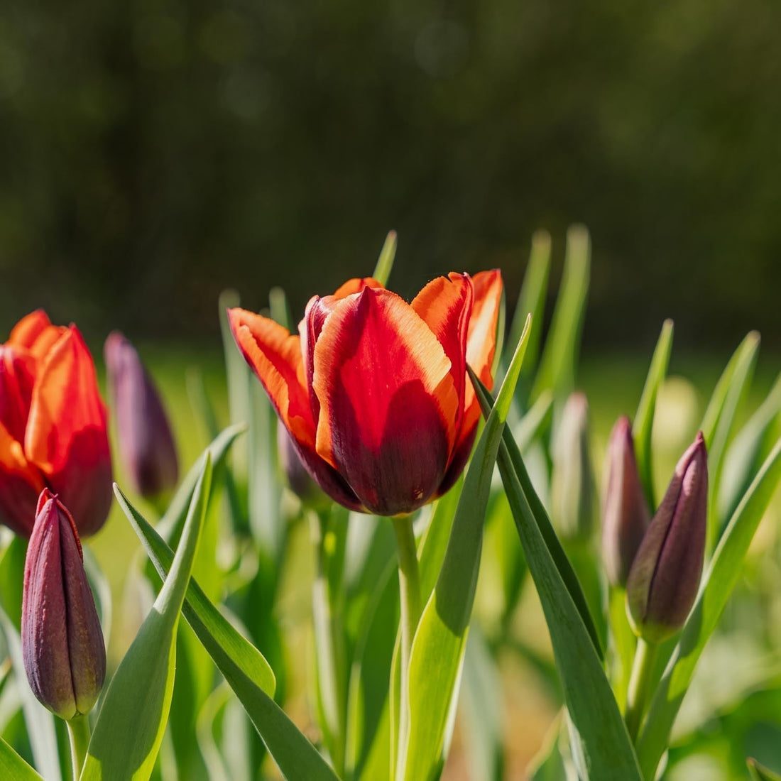 Tulpe 'Slawa'