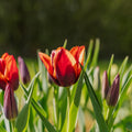 Tulpe 'Slawa'