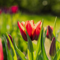 Tulpe 'Slawa'