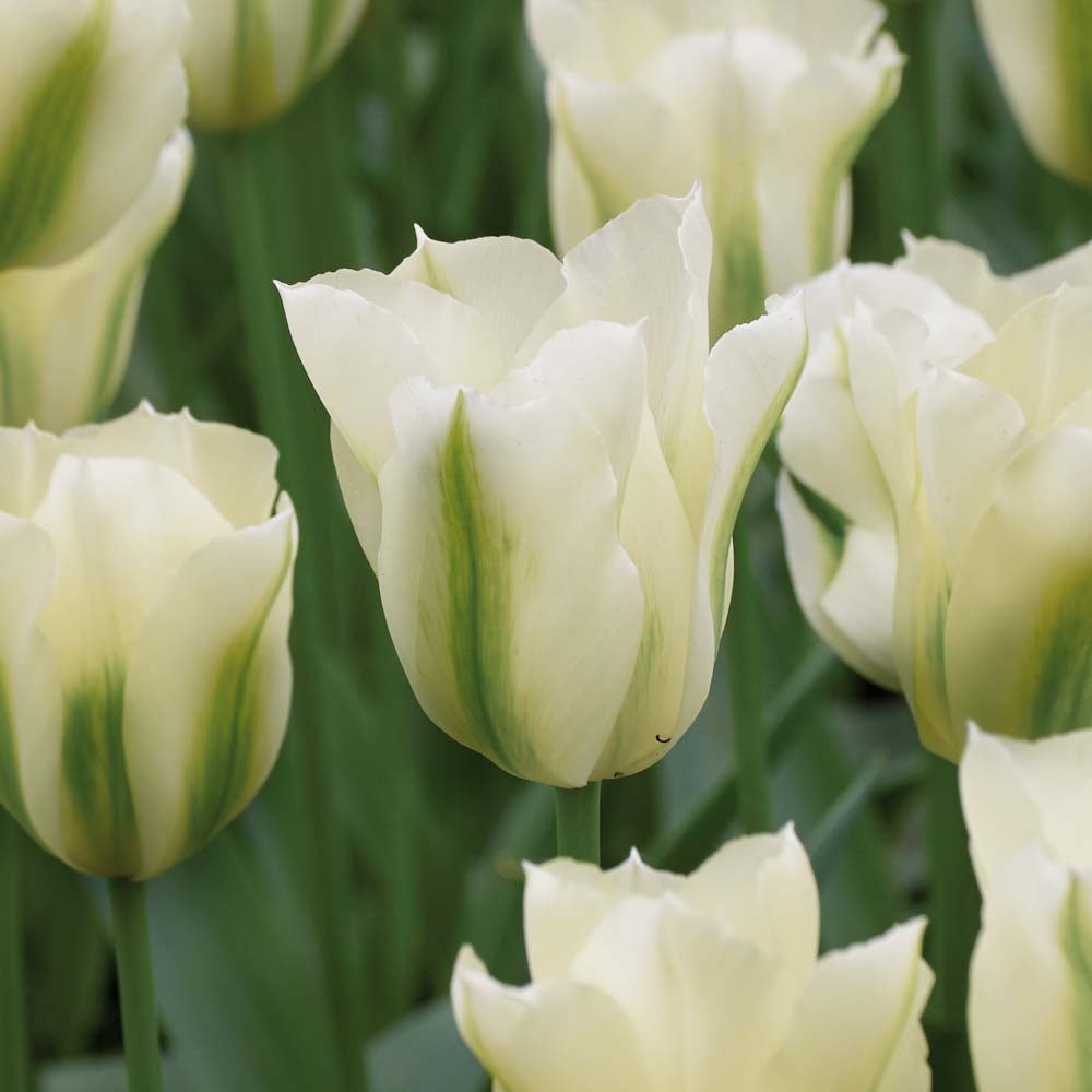 Tulpe 'Spring Green'