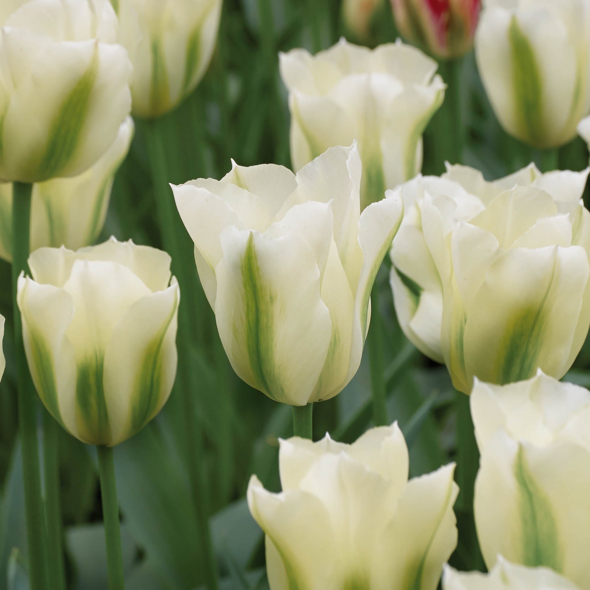 Tulpe 'Spring Green'