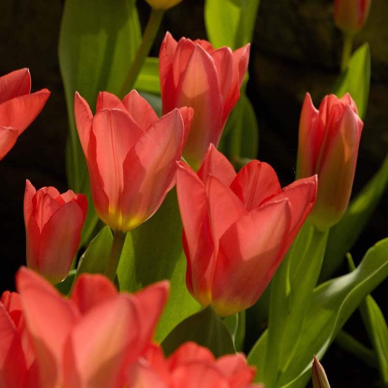 Tulpe 'Spring Pearl'