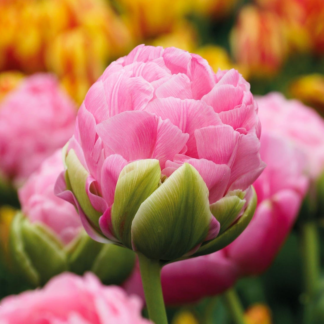 Tulpe 'Strawberry Cream'
