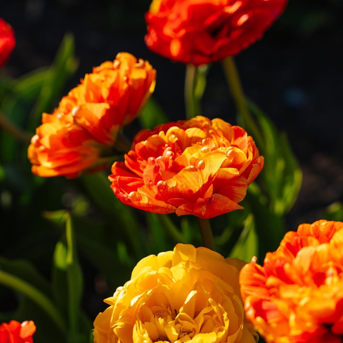 Tulpe 'Sunlover'