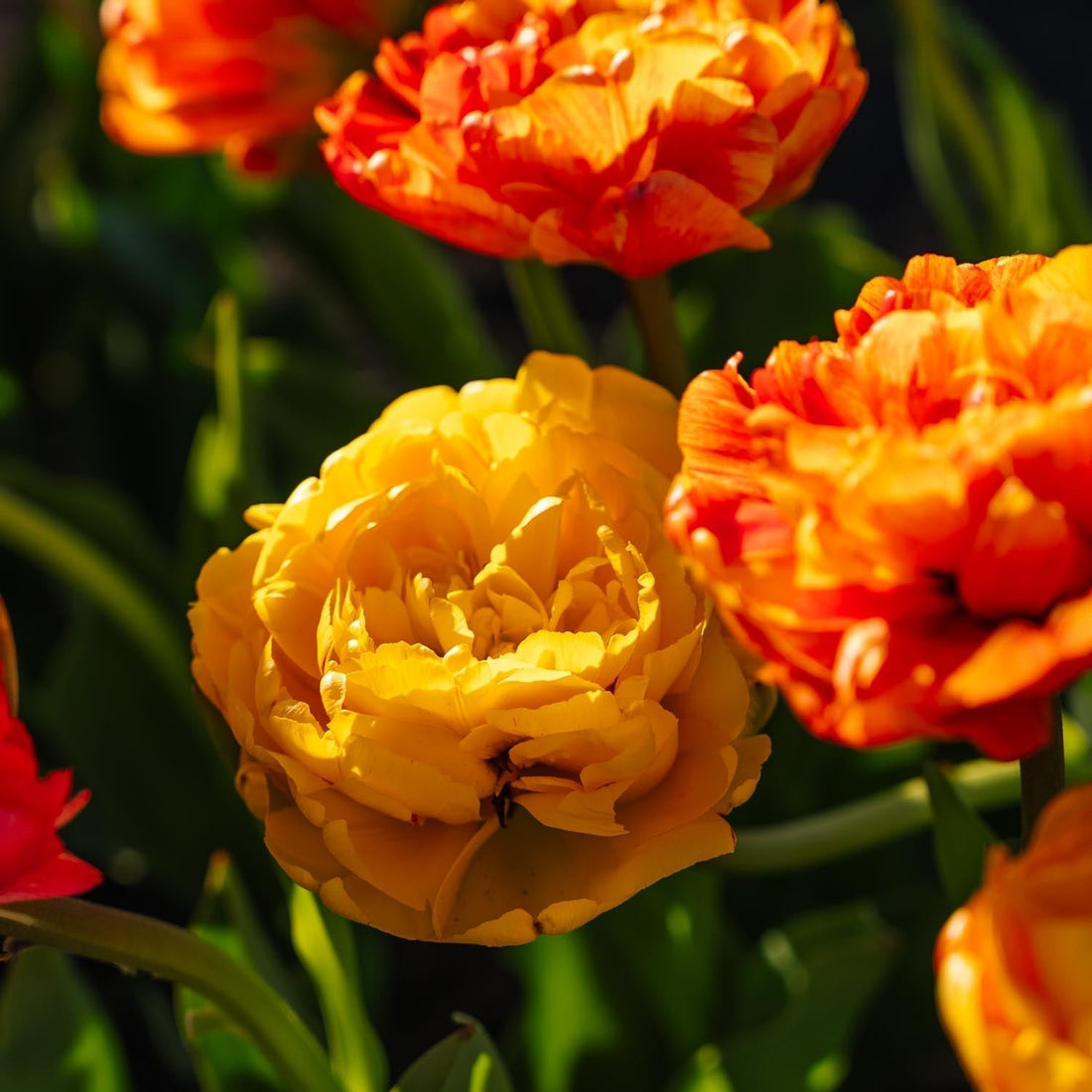 Tulpe 'Sunlover'