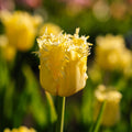Tulpe 'Sunny Time'