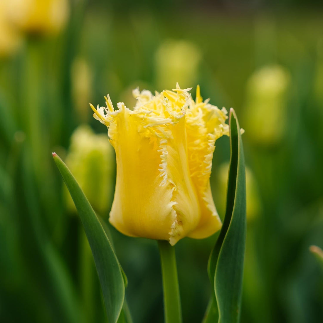 Tulpe 'Sunny Time'