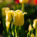 Tulpe 'Sunny Time'
