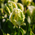 Tulpe 'Super Parrot'