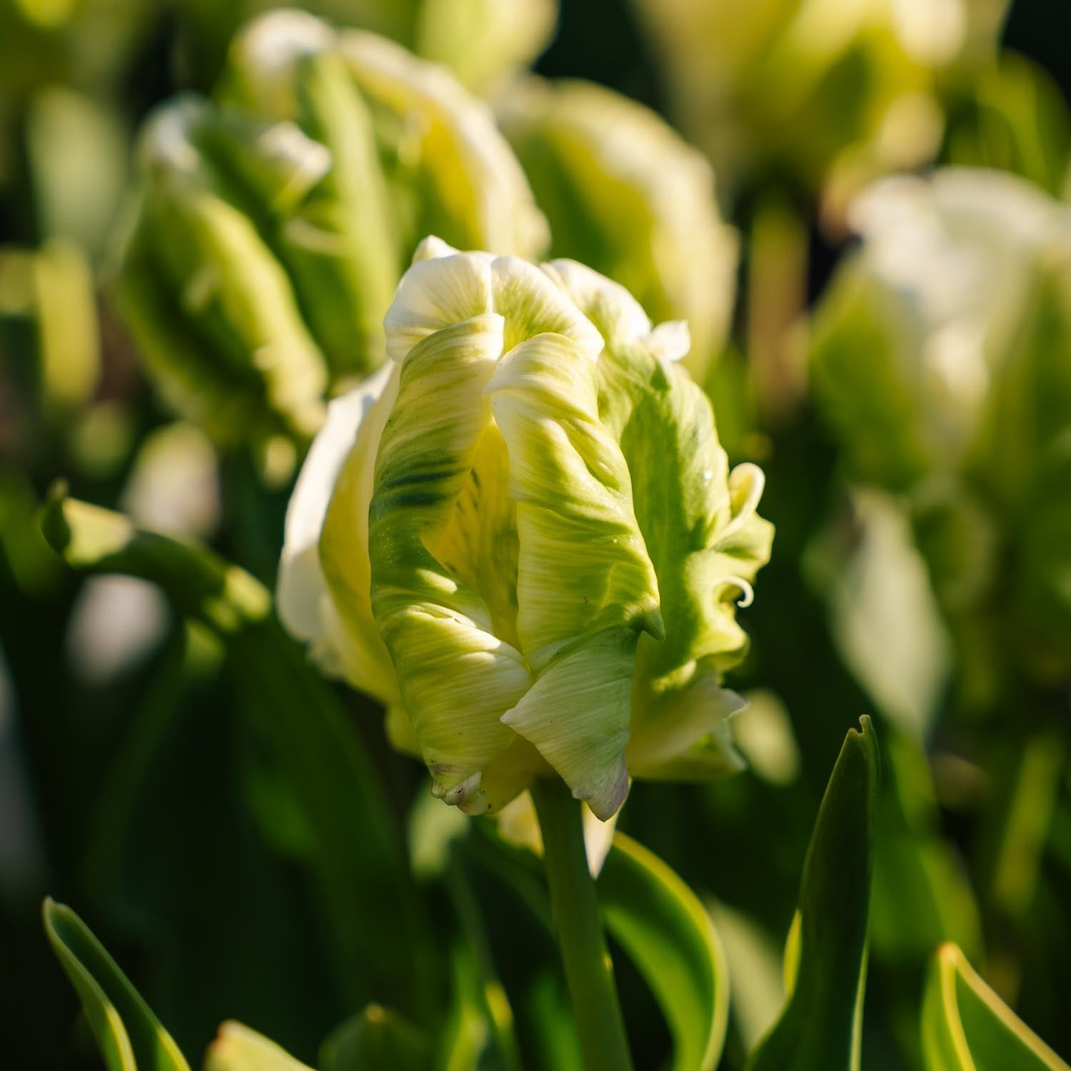 Tulpe 'Super Parrot'