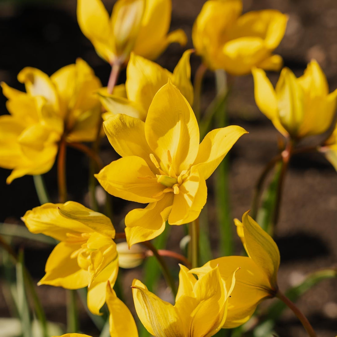Tulpe 'Sylvestris'