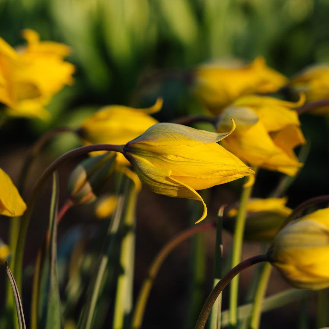 Tulpe 'Sylvestris'