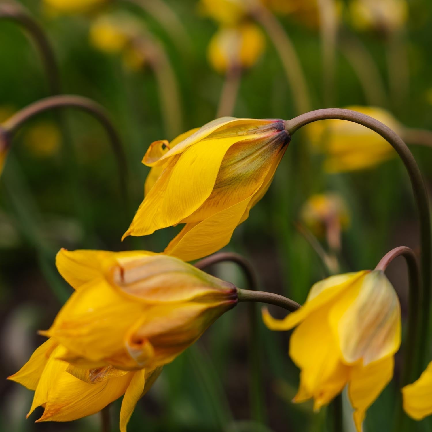 Tulpe 'Sylvestris'