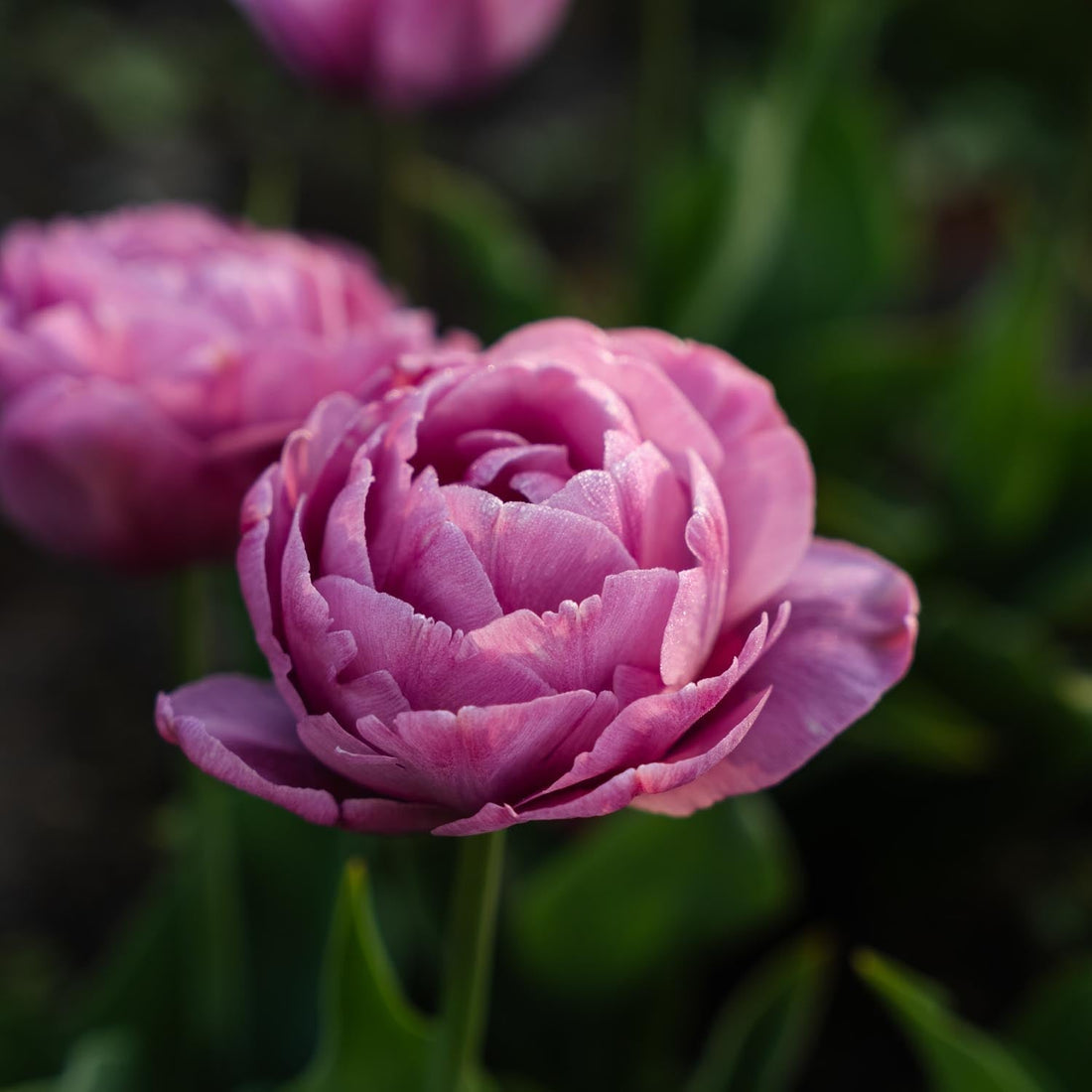 Tulpe 'Tabledance'