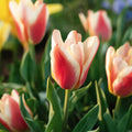 Tulpe 'Tarafta'