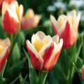 Tulpe 'Tarafta'