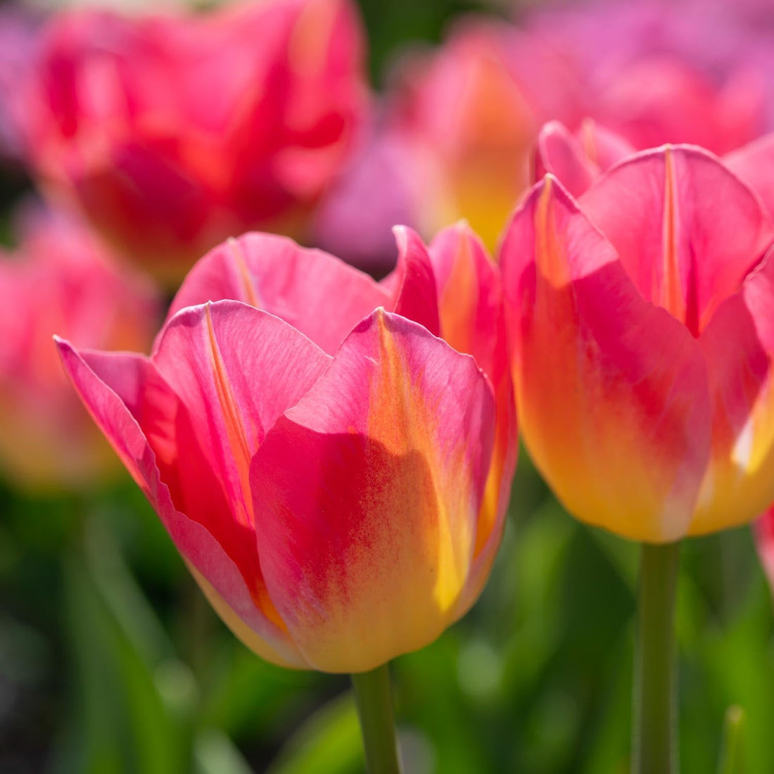 Tulpe 'Tom Pouce'